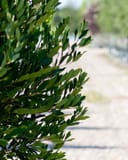 Cherry Laurel Bright 'N Tight with dense glossy green foliage beside a nursery walkway