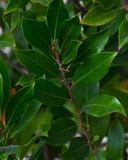 Cherry Laurel Bright 'N Tight with glossy green leaves and reddish stems