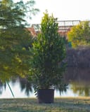 Cherry Laurel Everbrite in a container beside a pond with upright glossy green foliage