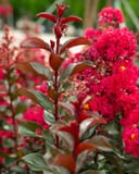 Cherry Mocha Crape Myrtle with burgundy foliage and vivid pink flower clusters