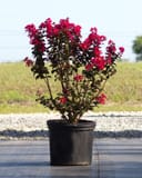Cherry Mocha Crape Myrtle with dark foliage and bright pink flowers in a nursery container