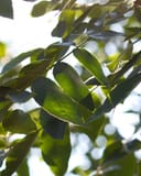 Cheyenne Pecan tree branch with green leaves backlit by sunlight