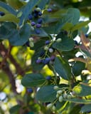 Chinese Fringe Tree with clusters of blue, purple and green berries among glossy leaves