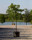 Chinese Fringe Tree in a container beside a pond with a slender trunk and leafy green canopy