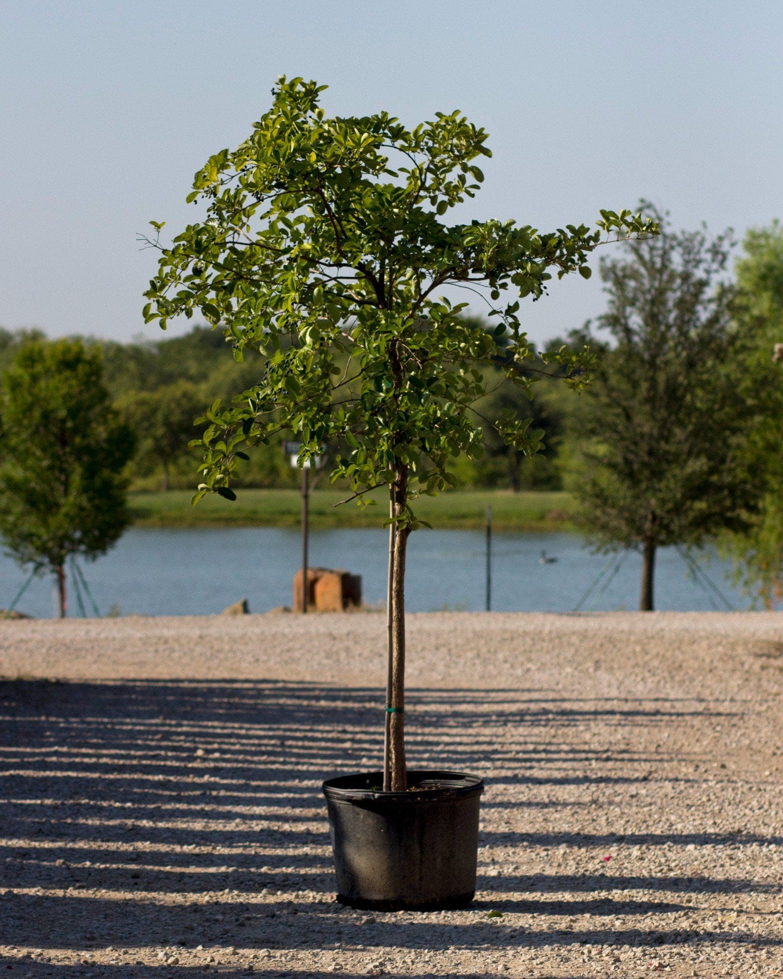 Chinese Fringe Tree pondside container Chinese Fringe Tree in a container beside a pond with a slender trunk and leafy green canopy