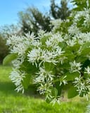 Chinese Fringe Tree covered in clusters of delicate white flowers and glossy green leaves outdoors