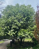 Chinese Snowball Viburnum covered in round white flower clusters in a landscaped garden