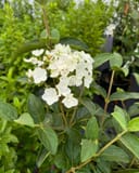 Chinese Snowball Viburnum with clusters of white flowers and dark green foliage