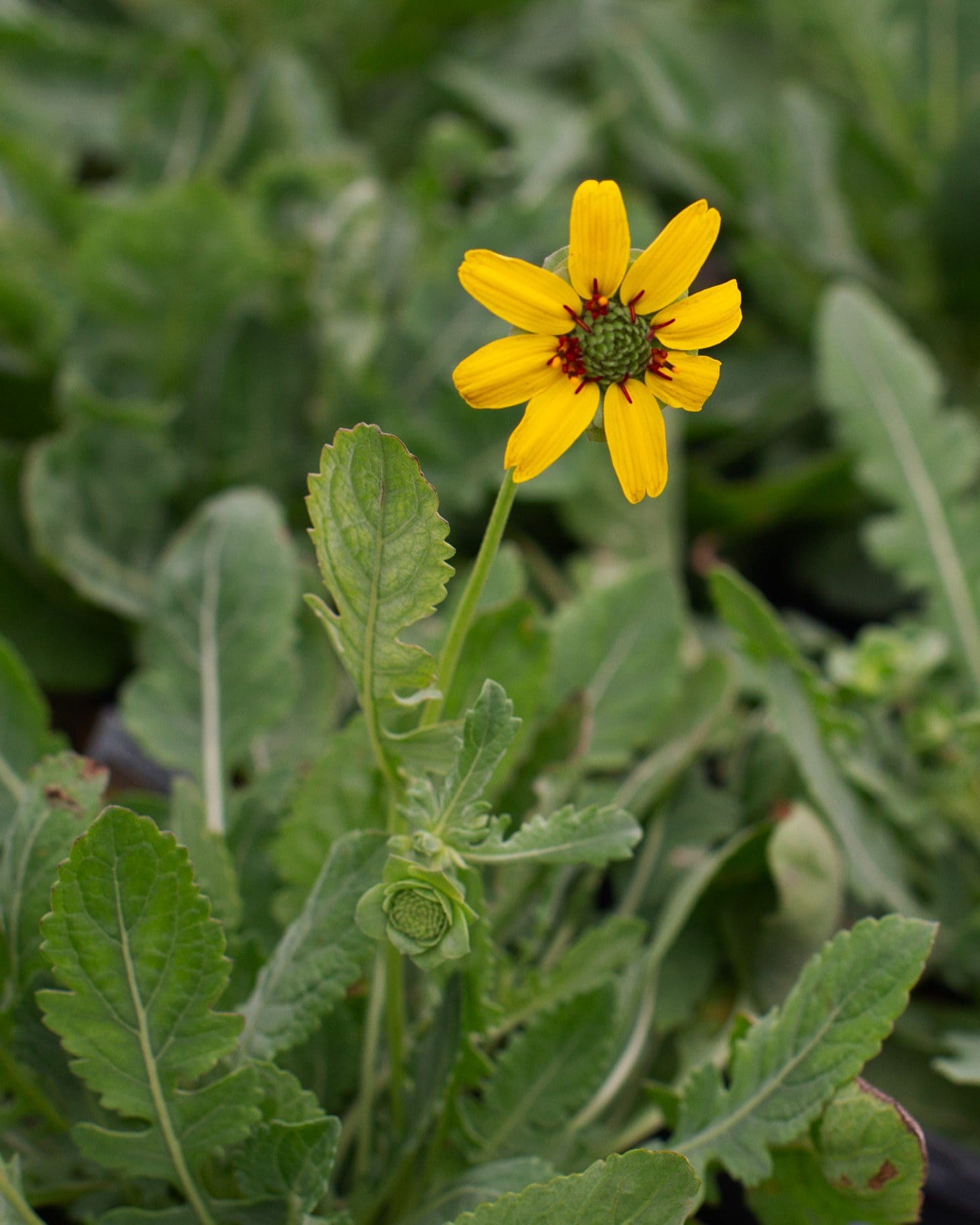 Chocolate Daisy