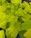 Citronelle Heuchera with bright chartreuse foliage in a nursery container