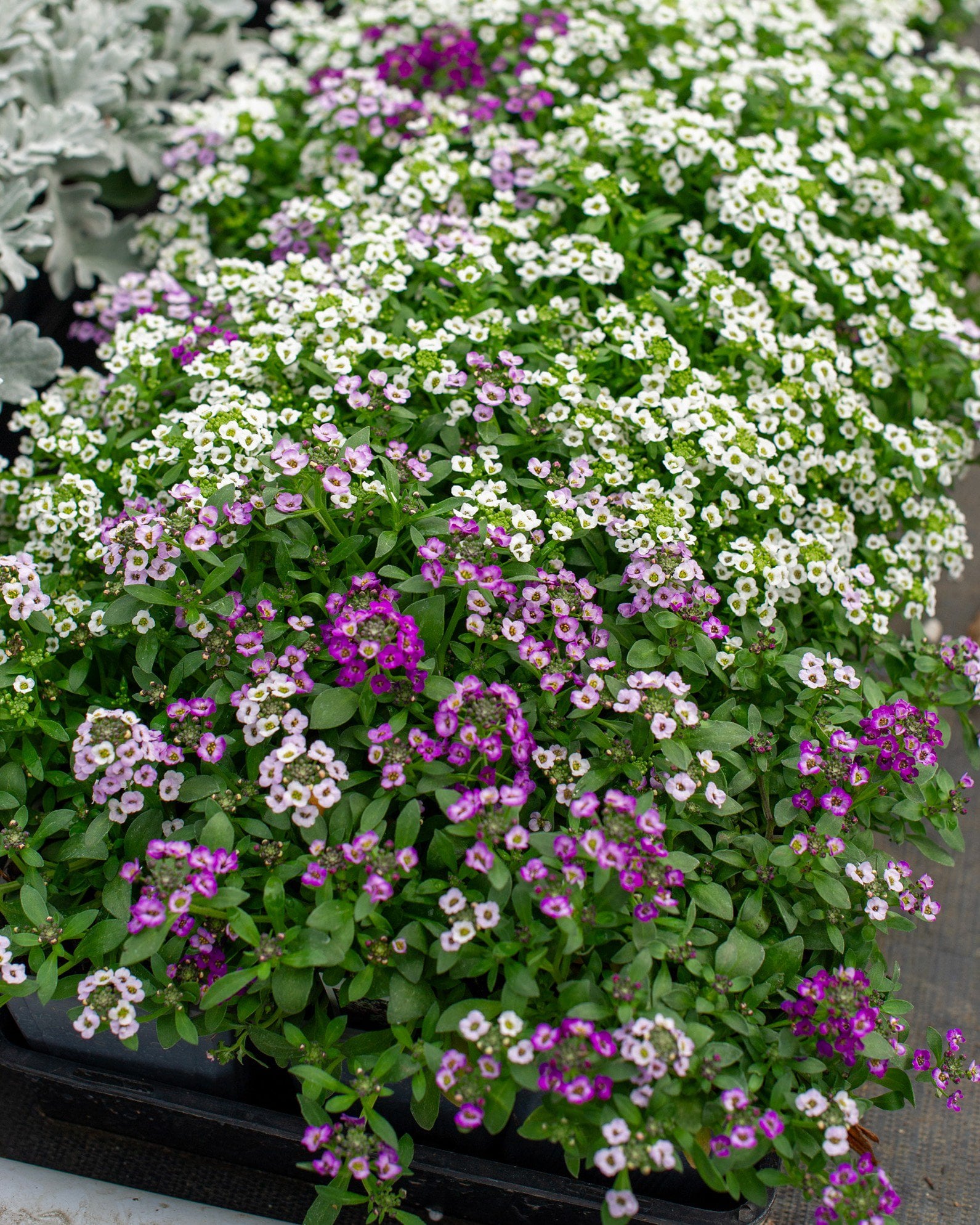Clear Crystal Mix Alyssum mixed flowers Clear Crystal Mix Alyssum with dense white, pink and purple flowers in a nursery container