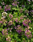 Clear Crystal Purple Shades Alyssum with clusters of purple, pink and white flowers among green leaves