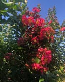 Colorama Coral Crape Myrtle with abundant coral pink flowers and green foliage beneath a blue sky