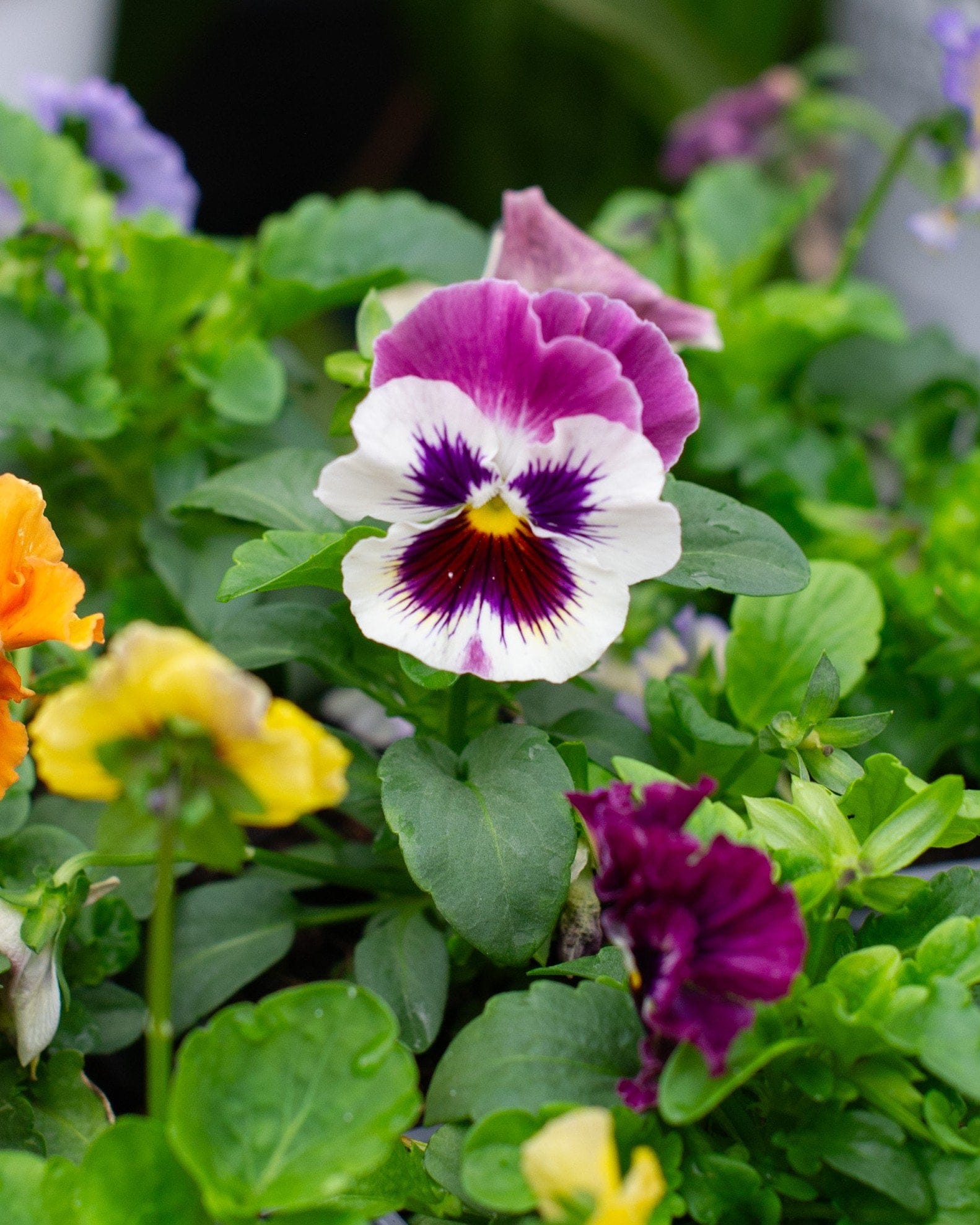 Colormax Mix Viola - view 4