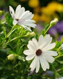 Compact White African Daisy with white flowers and unopened buds in a garden setting