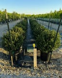 Compacta Holly shrubs in containers arranged in nursery rows