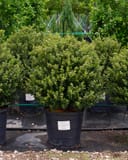 Compacta Holly with dense green foliage in a nursery container