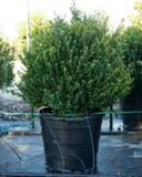 Compacta Holly with dense green foliage in a black nursery container