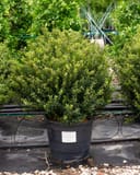 Compacta Holly with dense green foliage in a nursery container