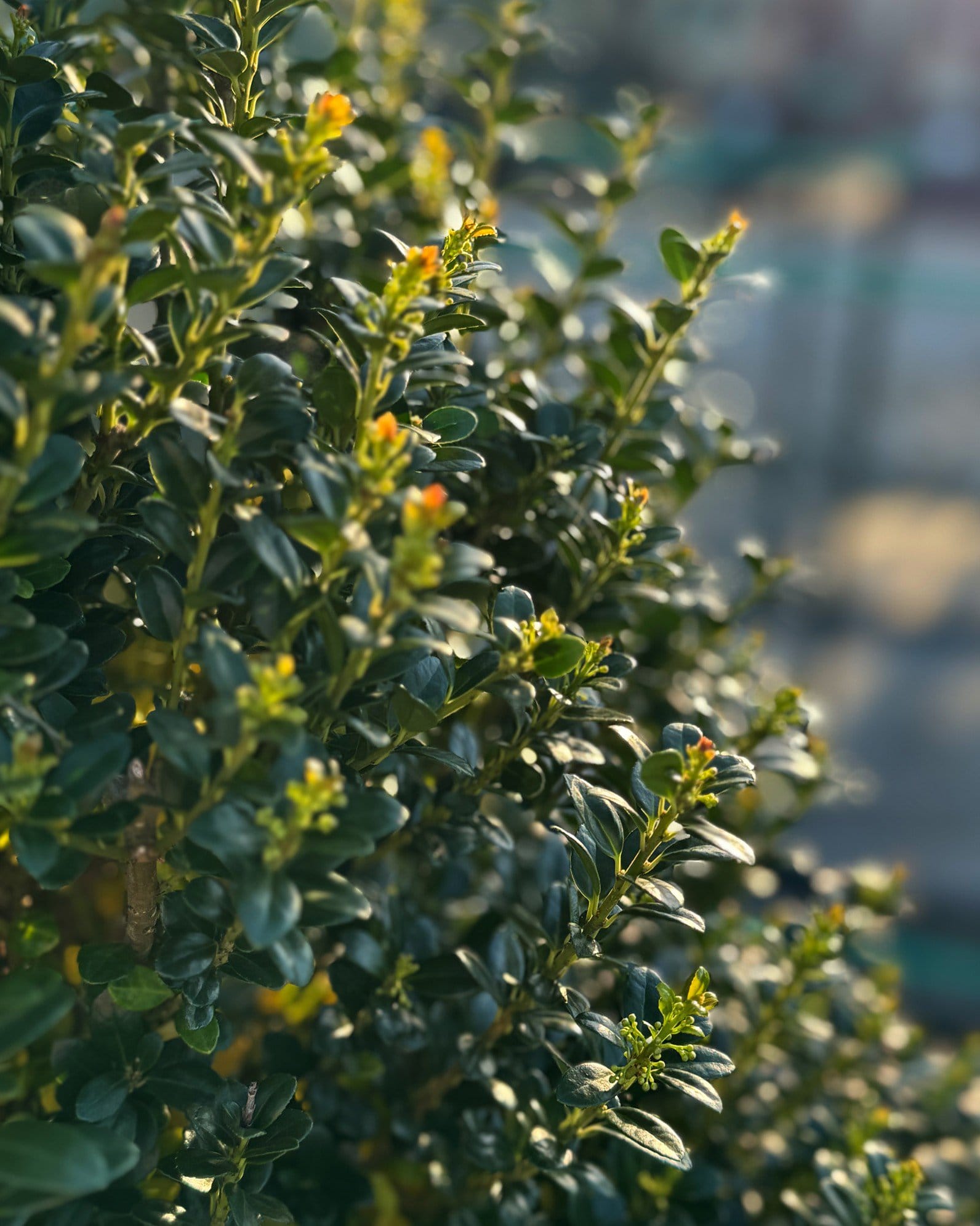 Compacta Holly - view 2