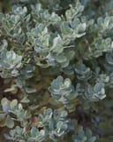 Compacta Texas Sage with dense silvery blue-green rounded leaves