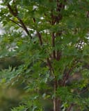 Coral Bark Japanese Maple with green dissected leaves and reddish-brown branches