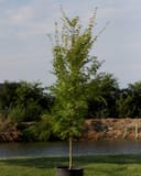 Coral Bark Japanese Maple with a slender trunk and green foliage in a container beside a pond