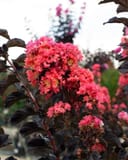 Coral Boom Crape Myrtle with vibrant coral-pink flower clusters and dark burgundy foliage
