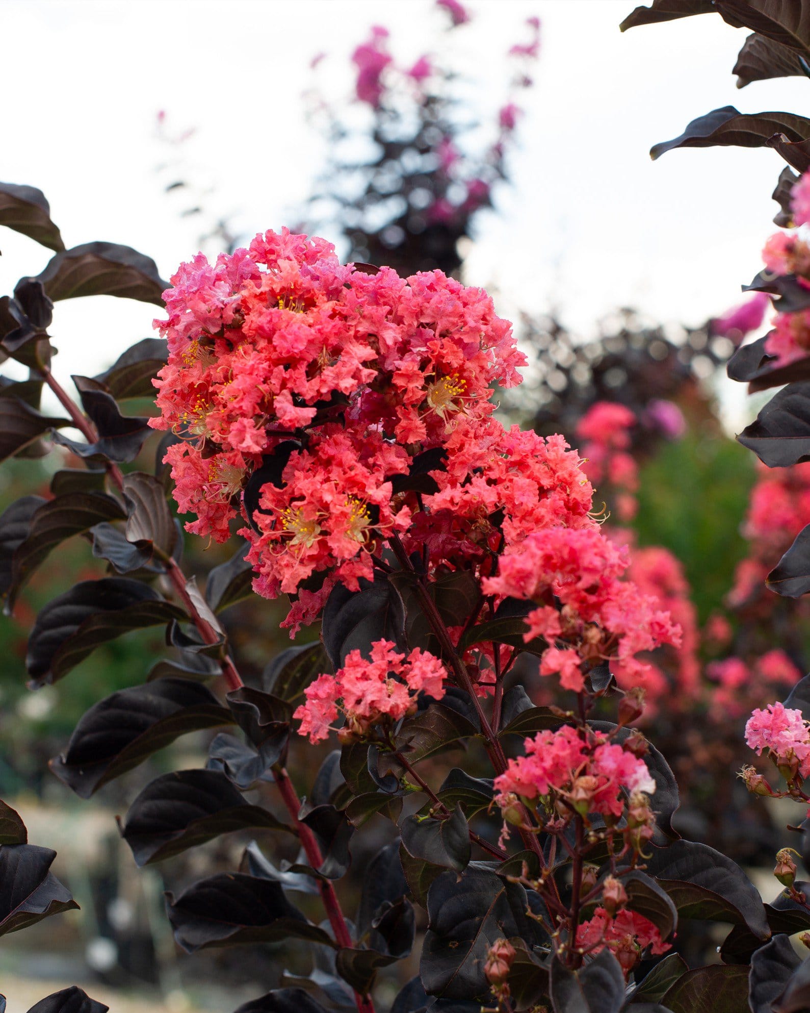 Coral Boom Crape Myrtle - view 3