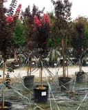 Coral Boom Crape Myrtle trees with dark foliage and bright pink flowers in nursery containers