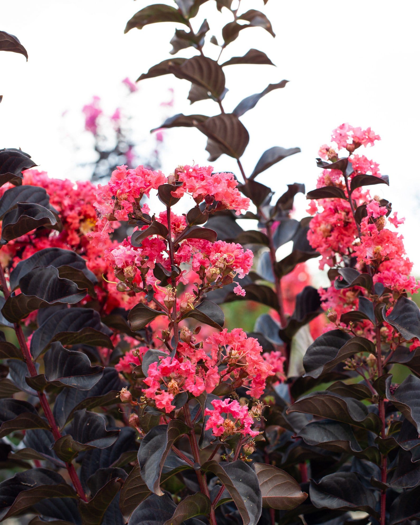 Coral Boom Crape Myrtle - view 2