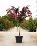 Coral Boom Crape Myrtle with dark foliage and bright pink flowers in a nursery container