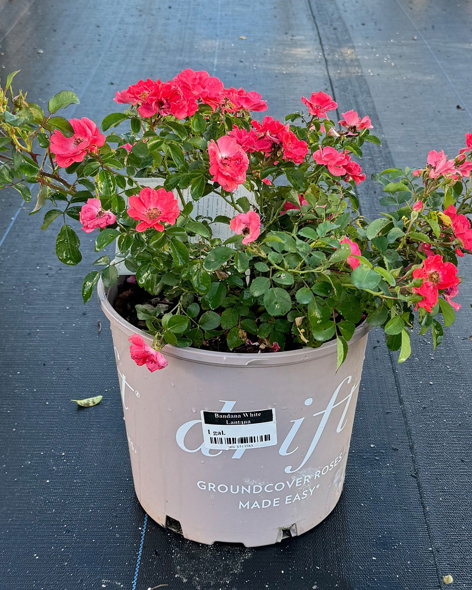 Coral Drift Rose - view 3