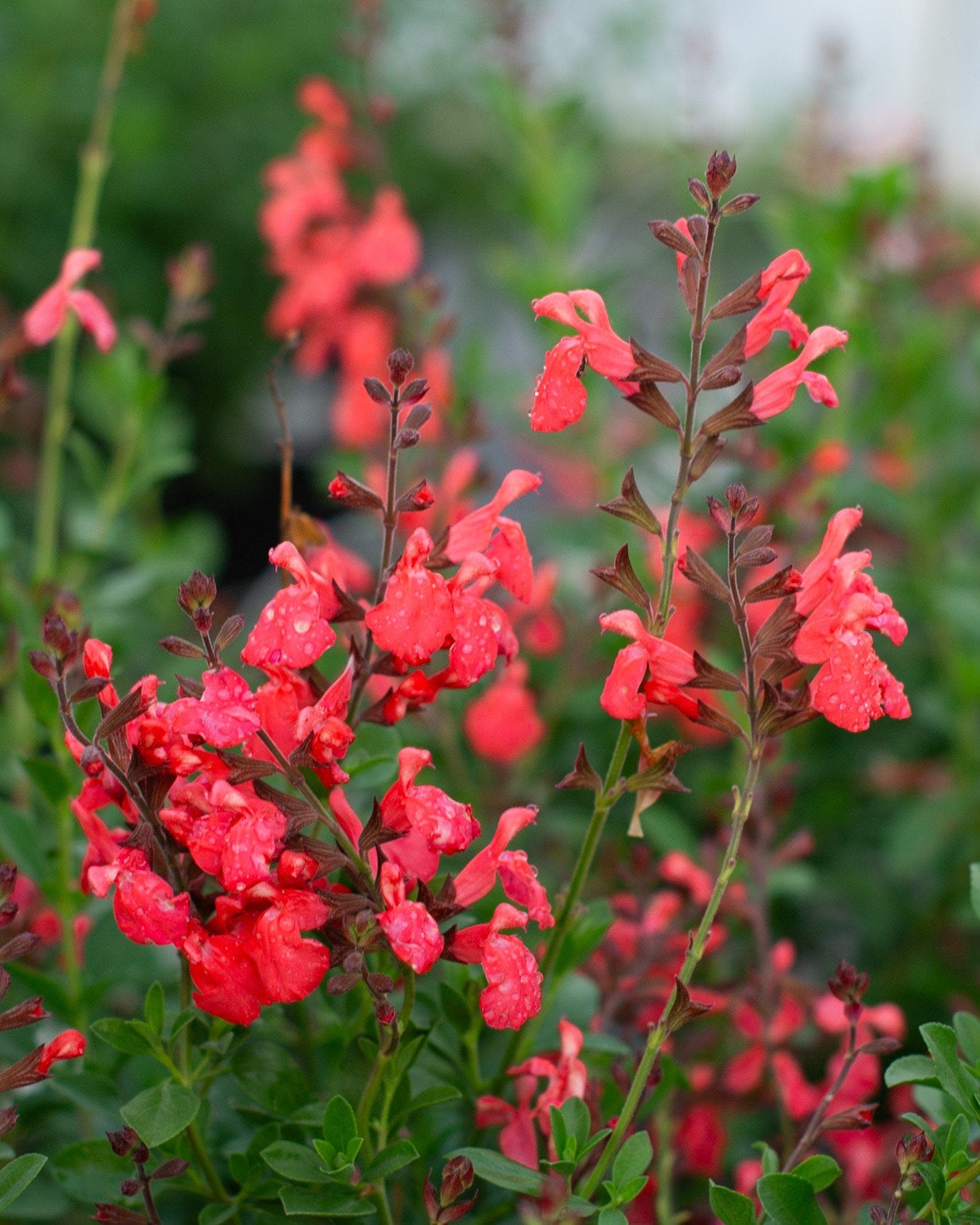 Coral Salvia Greggii coral flowers Coral Salvia Greggii with bright coral-red flowers and dark stems in a leafy garden setting