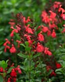 Coral Salvia Greggii with vivid coral-red flowers and green foliage