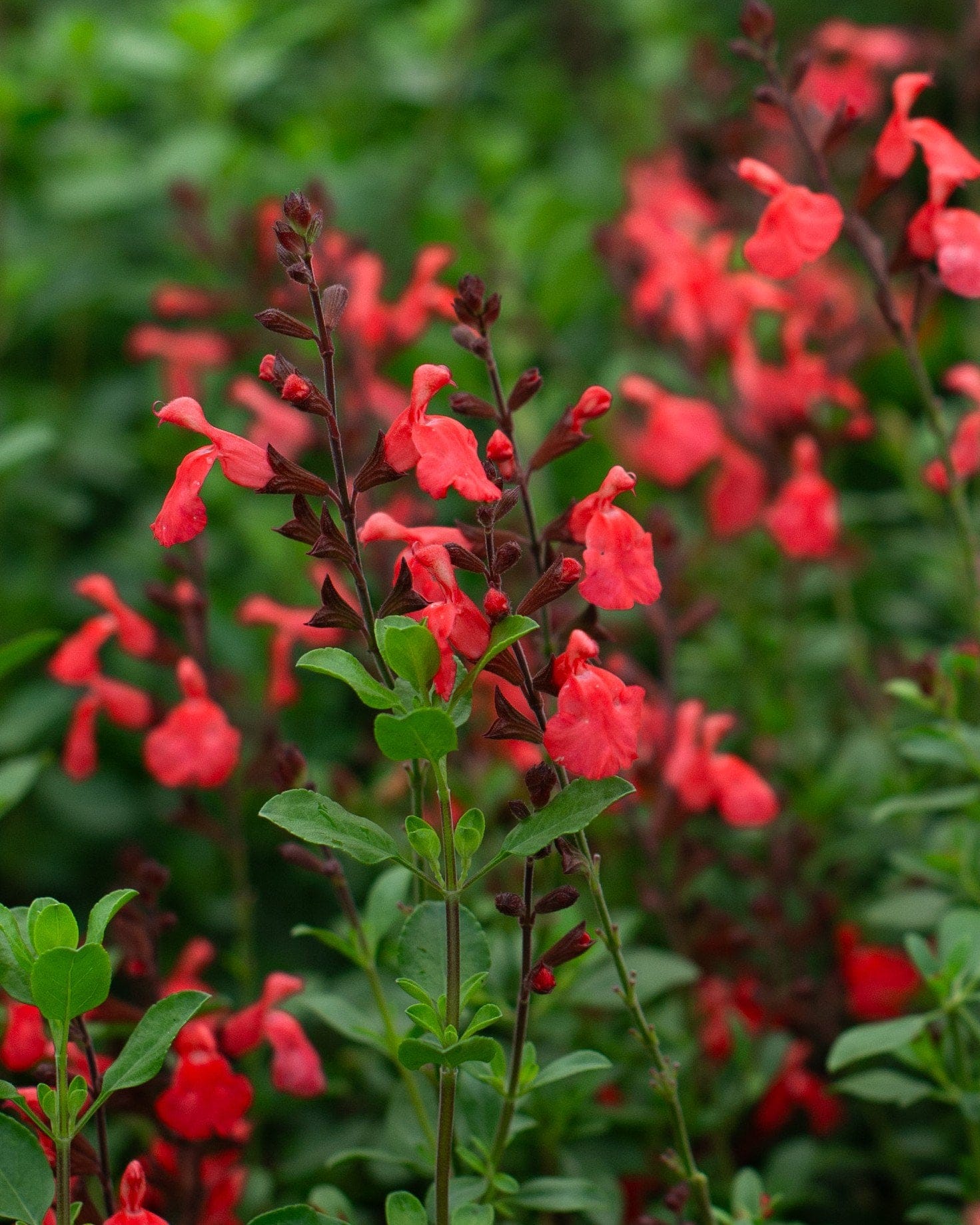 Coral Salvia Greggii coral red flowers Coral Salvia Greggii with vivid coral-red flowers and green foliage