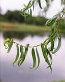 Corkscrew Willow branches with narrow twisting green leaves beside a pond