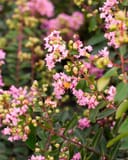 Cotton Candy Crape Myrtle with clusters of pink flowers and rounded buds on reddish branches