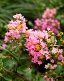 Cotton Candy Crape Myrtle with clusters of pink flowers and green foliage