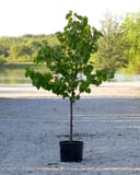 Cotton Candy Redbud with rounded green leaves in a black nursery container beside a pond