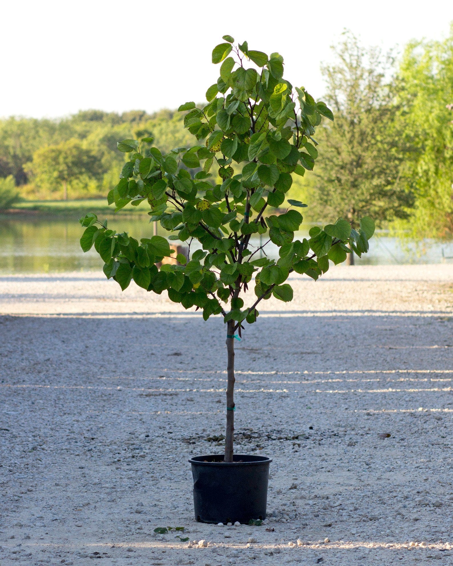 Cotton Candy Redbud container tree Cotton Candy Redbud with rounded green leaves in a black nursery container beside a pond
