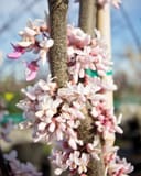 Cotton Candy Redbud trunk covered in clusters of pale pink spring flowers