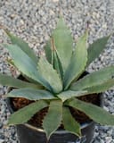Coues Agave with blue green pointed leaves and reddish marginal spines in a black nursery container