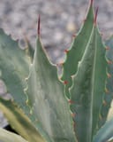Coues Agave with blue green pointed leaves and red marginal spines