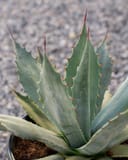 Coues Agave with blue-green pointed leaves and red-tipped marginal spines in a container