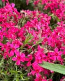 Creeping Red Phlox covered in vivid pink flowers with narrow green foliage