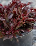 Crimson Gaura with burgundy and red foliage growing in a nursery container