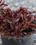 Crimson Gaura with dense burgundy and red foliage growing in a black nursery container