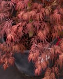 Crimson Queen Japanese Maple with cascading, finely cut burgundy foliage in a nursery container