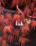 Crimson Queen Japanese Maple with delicate cascading red foliage